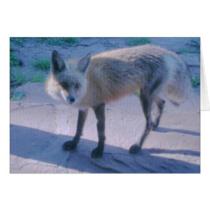 Roter Fox auf Portal