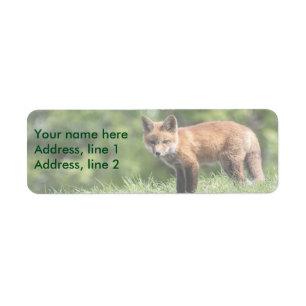 Roter Fox-Ausrüstung