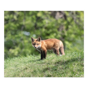 Roter Fox-Ausrüstung Fotodruck