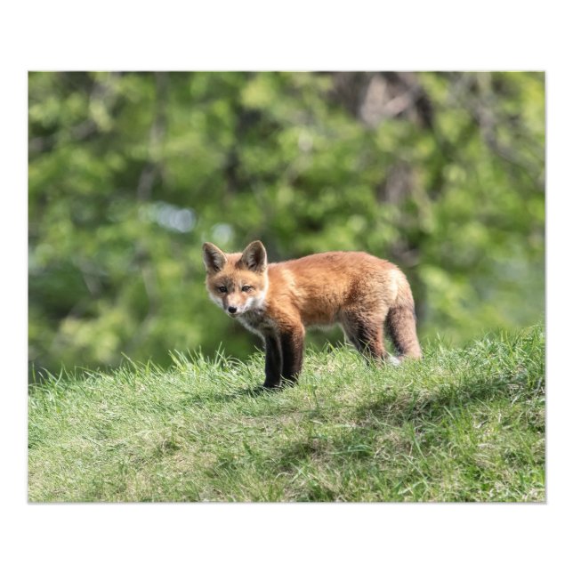 Roter Fox-Ausrüstung Fotodruck (Vorne)