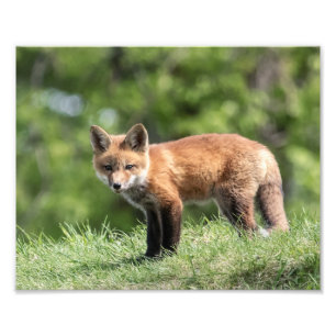 Roter Fox-Ausrüstung Fotodruck