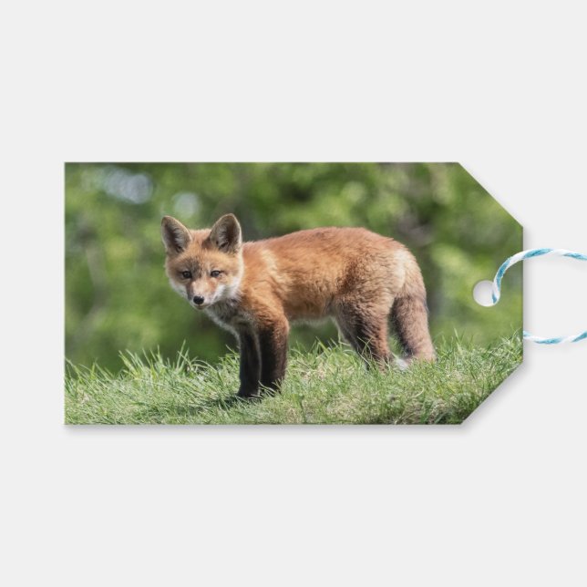 Roter Fox-Ausrüstung Geschenkanhänger (Vorderseite (Horizontal))