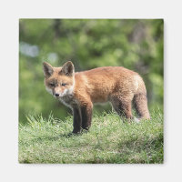Roter Fox-Ausrüstung