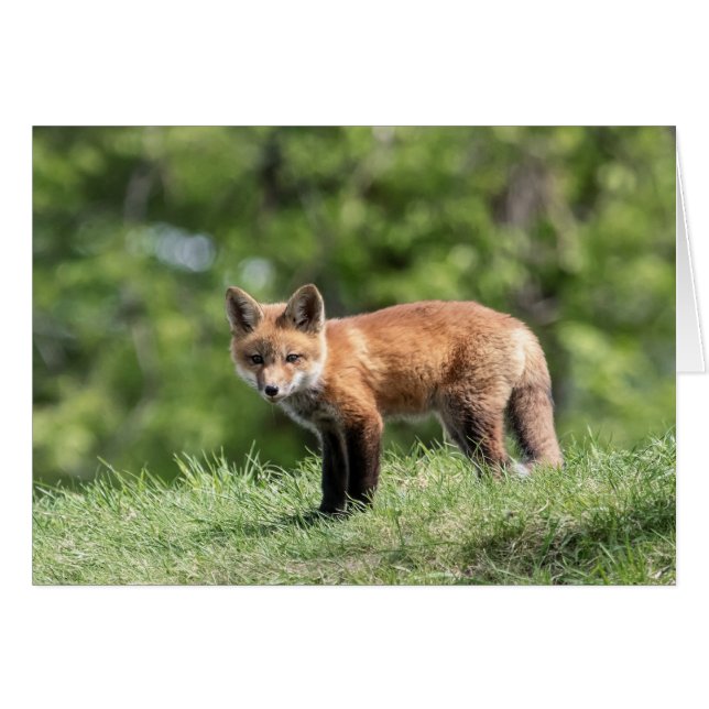 Roter Fox-Ausrüstungen (Vorderseite (Horizontal))