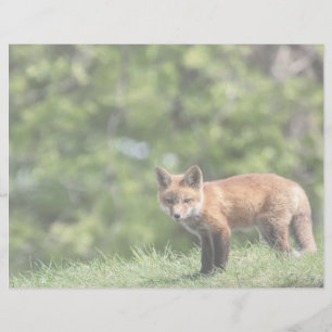 Roter Fox-Ausrüstungs-Postkarte