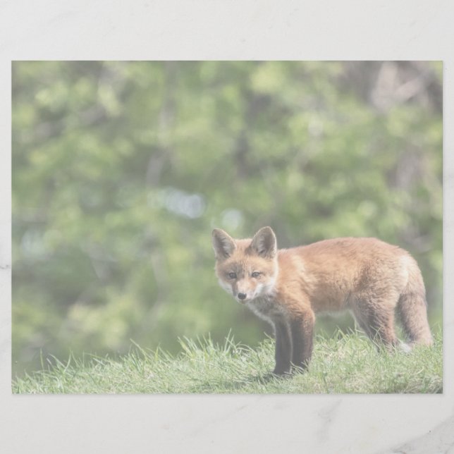 Roter Fox-Ausrüstungs-Postkarte (Vorderseite)