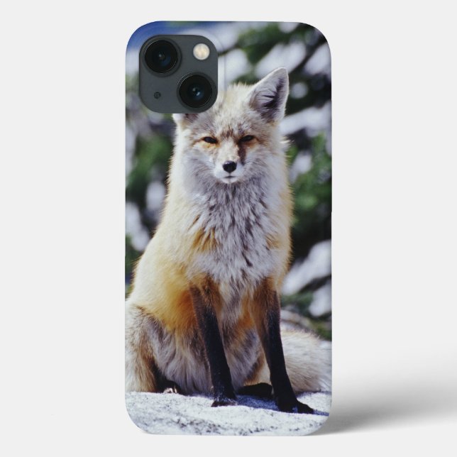 Roter Fox, der auf Schneebank, Vulpes, Mt. sitzt Case-Mate iPhone Hülle (Rückseite)