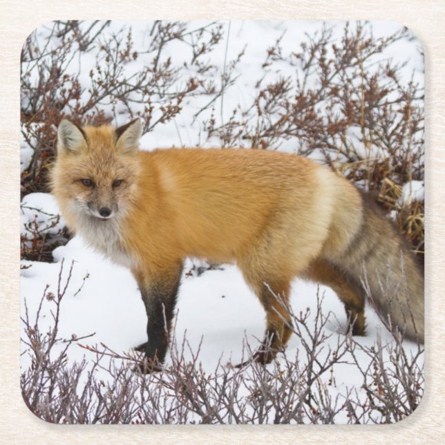 Roter Fox im Schnee im Winter Rechteckiger Pappuntersetzer (Vorderseite)
