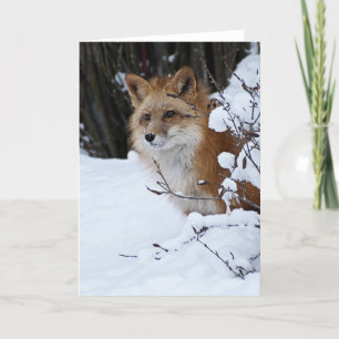 Roter Fox im Schnee Karte