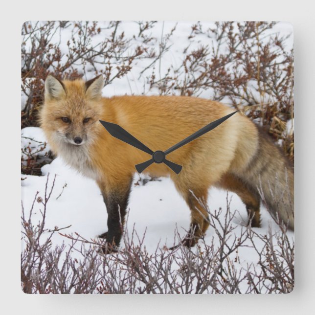 Roter Fox im Winter Quadratische Wanduhr (Vorderseite)