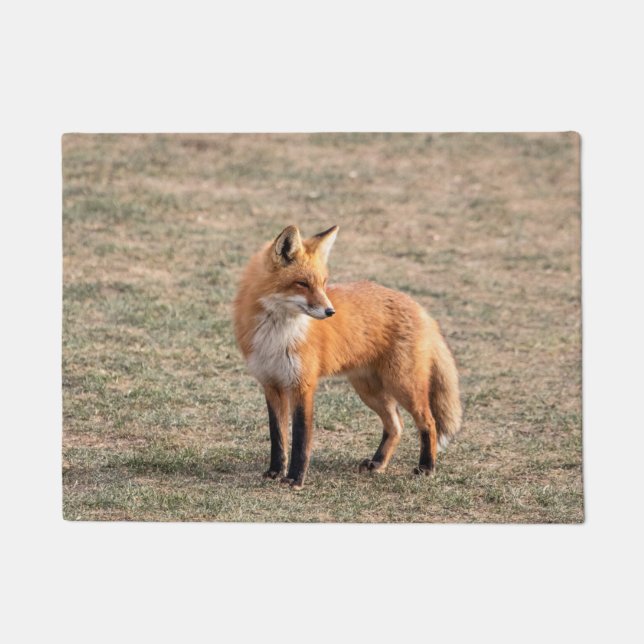 Roter Fox in einem Feld Fußmatte (Vorderseite)