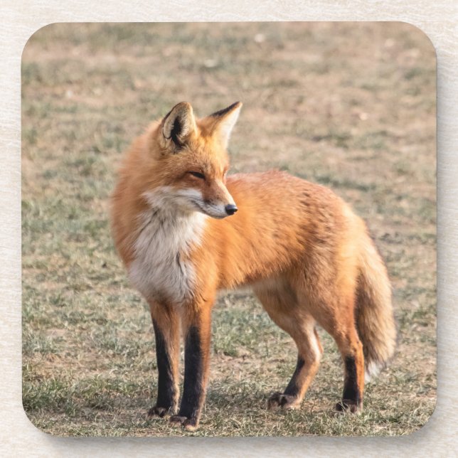 Roter Fox in einem Feld Getränkeuntersetzer (Vorderseite)