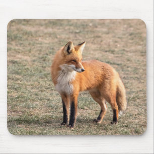 Roter Fox in einem Feld Mousepad