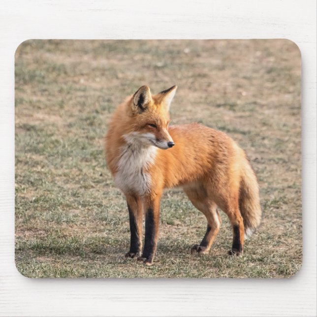 Roter Fox in einem Feld Mousepad (Vorne)