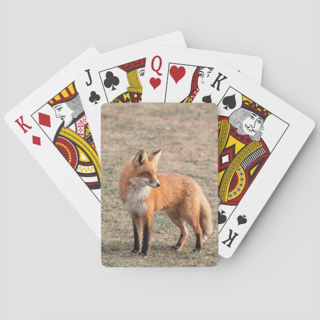 Roter Fox in einem Feld Spielkarten (Rückseite)
