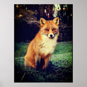 Roter Fox in einem Wald Poster