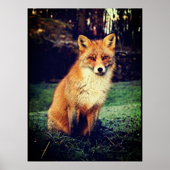 Roter Fox in einem Wald Poster (Vorne)