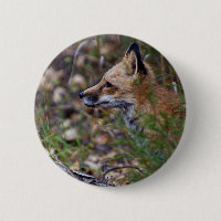 Roter Fox - Profil eines Fox