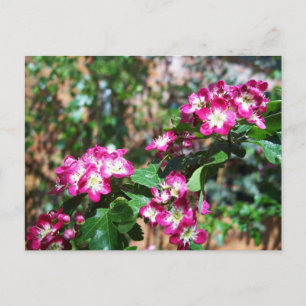 Roter Frühlings-Weißdorn Postkarte
