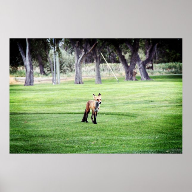 roter Fuchs Farbposter Fotodruck Poster (Vorne)