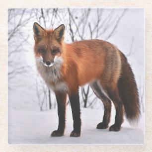 Roter Fuchs Foto Glasuntersetzer