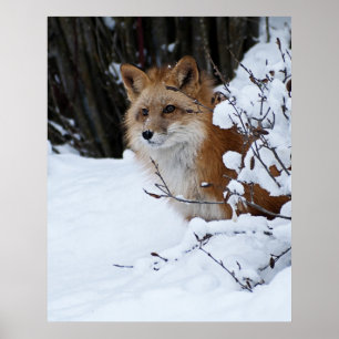 Roter Fuchs im Schnee Poster