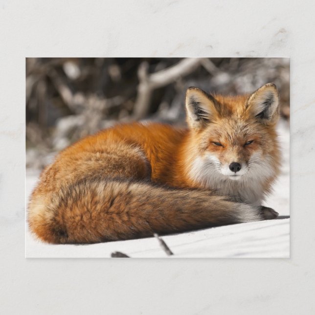 Roter Fuchs im Schnee Postkarte (Vorderseite)