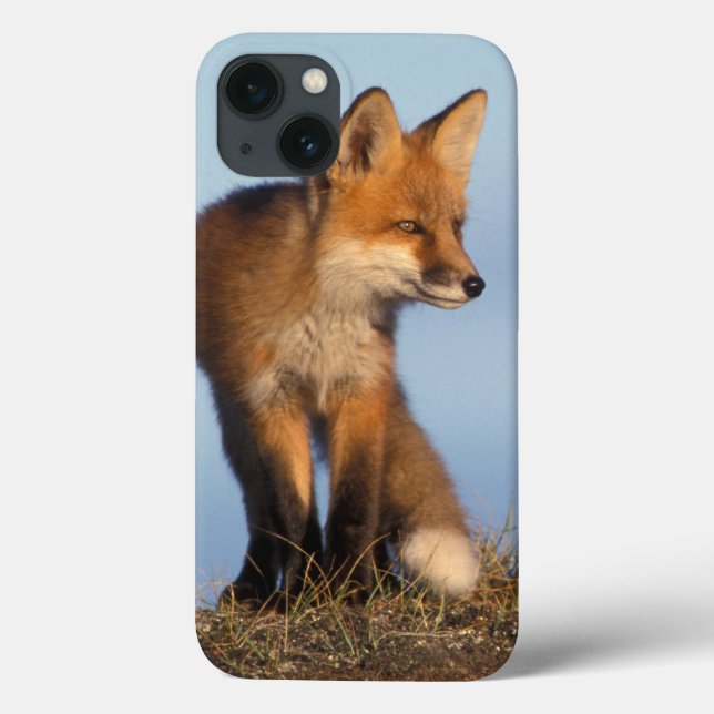 roter Fuchs, Vulpes Vulpes, im 1002 Bereich von Case-Mate iPhone Hülle (Rückseite)