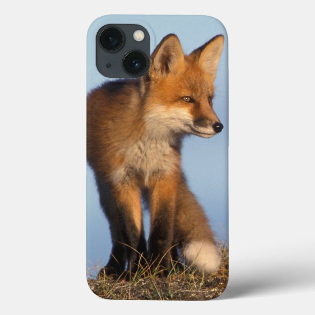 roter Fuchs, Vulpes Vulpes, im 1002 Bereich von Case-Mate iPhone Hülle (Rückseite)