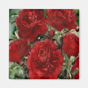 Roter Gartennelken-Blumen-Magnet Magnet
