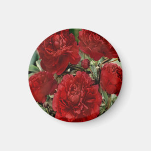 Roter Gartennelken-Blumen-Magnet Magnet
