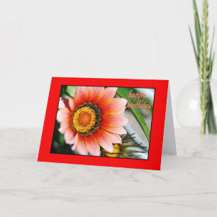 Roter Gazania-alles Gute zum Geburtstag Karte