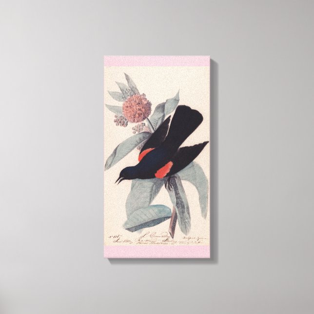 Roter Geflügel von John James Audubon Leinwanddruck (Vorderseite)