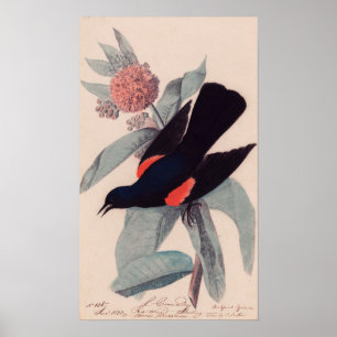 Roter Geflügel von John James Audubon Poster