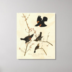 Roter geflügter Blackbird - Audubons Vögel in Amer Leinwanddruck