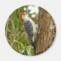 Roter Gelbbbauchfisch Woodpecker Bird Magnet