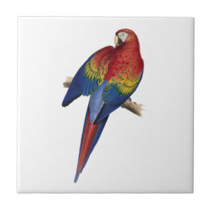 Roter gelber blauer Macaw-Papagei Fliese