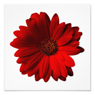 Roter Gerbera-Gänseblümchen-Foto-Druck Fotodruck
