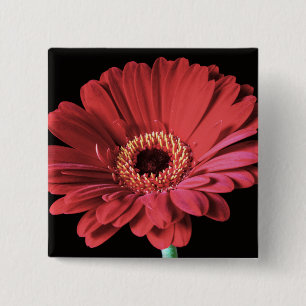 Roter Gerberaquadratknopf Button
