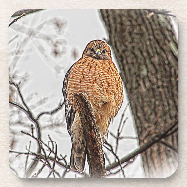 Roter geschulterter Falke in einem Baum Getränkeuntersetzer (Vorderseite)