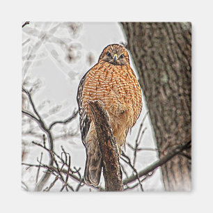 Roter geschulterter Falke in einem Baum Magnet