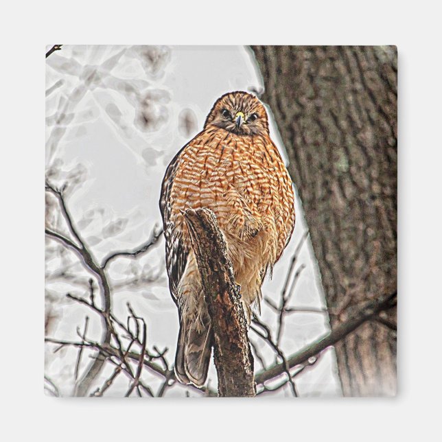 Roter geschulterter Falke in einem Baum Magnet (Vorne)