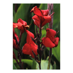 Roter Gladiolus Fotodruck
