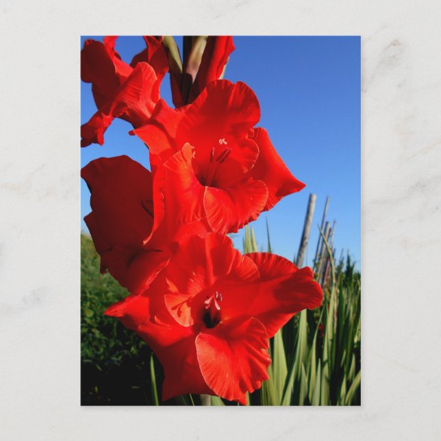 Roter Gladiolus und der Blaue Himmel Postkarte (Vorderseite)