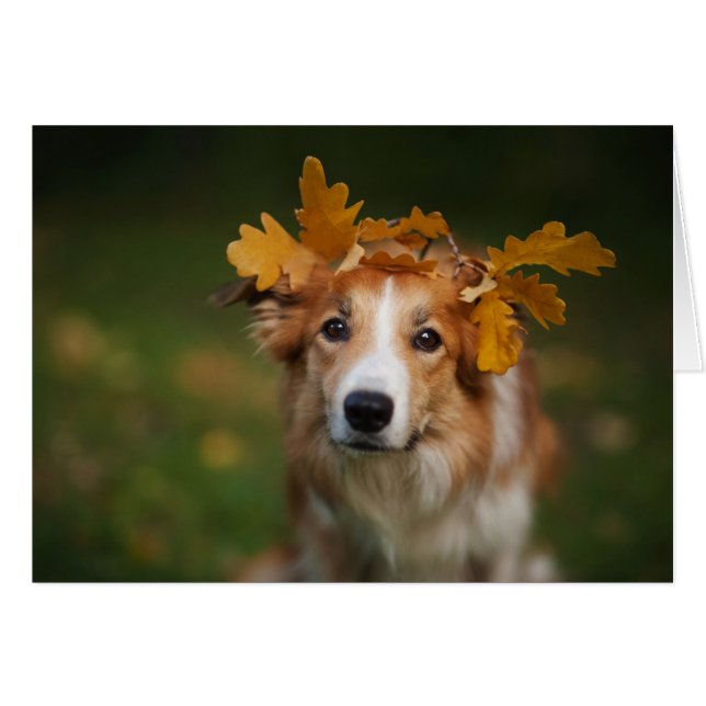 Roter Grenzcollie mit einer Girlande des (Vorderseite (Horizontal))
