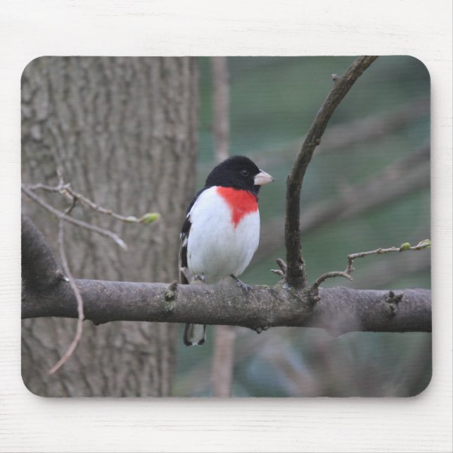 Roter Grosbeak-Mauspad Mousepad (Vorne)