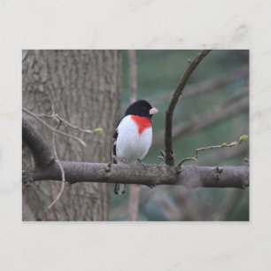 Roter Grosbeak Postkarte