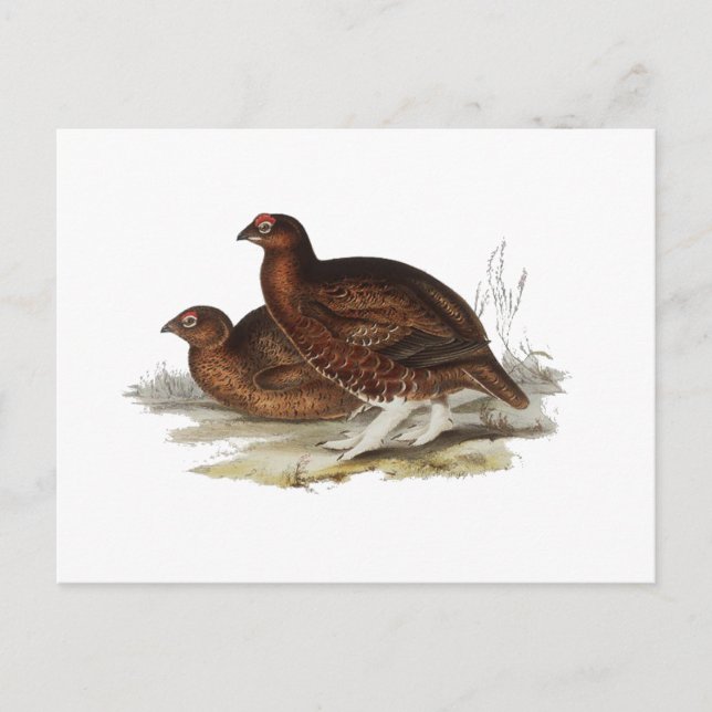 Roter Grouse Postkarte (Vorderseite)