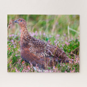 Roter Grouse Puzzle