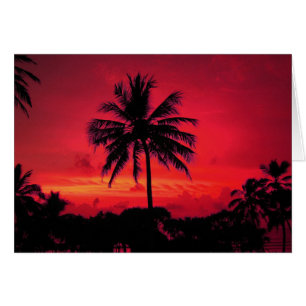 Roter Hawaiianischer Sonnenuntergang Exotische Pal